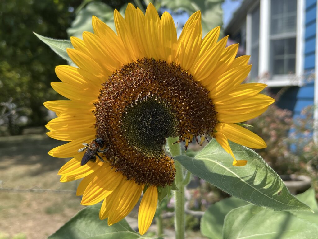 Squirrel takes a chunk out of a beautiful sunflower